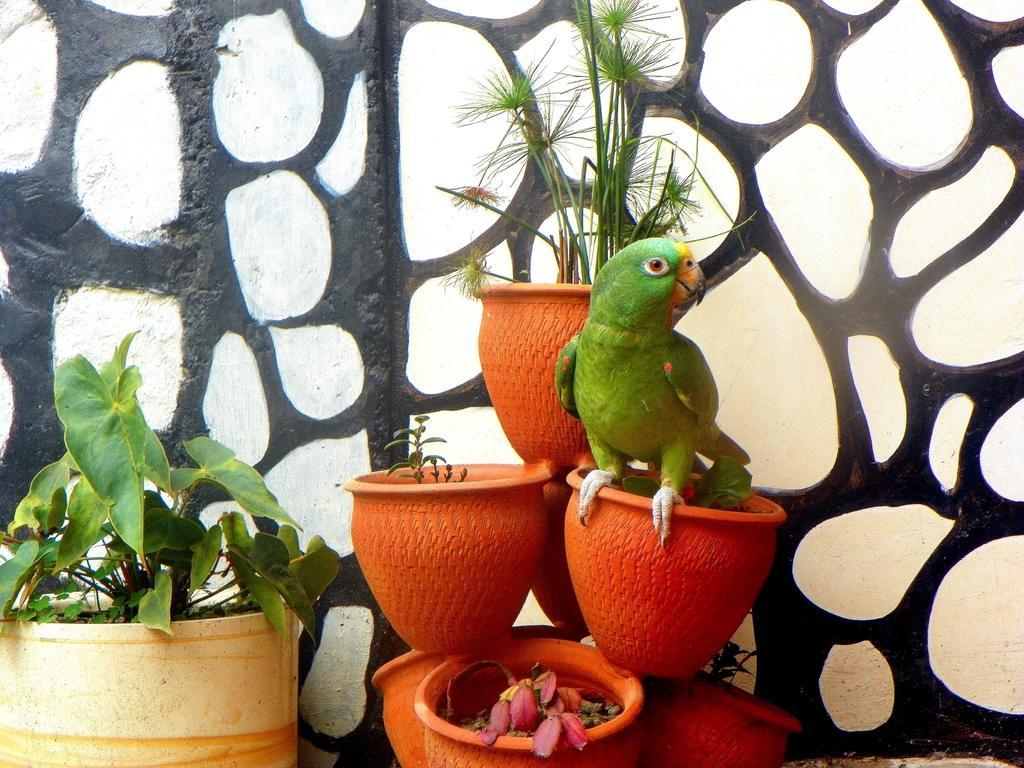Posada Martha Tolima ซาเลนโต ห้อง รูปภาพ
